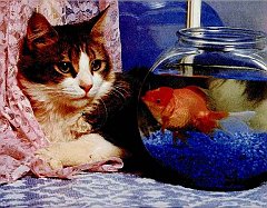 Gatti (31)